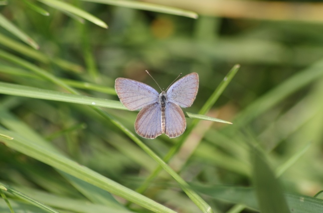 Identificazione licenide
